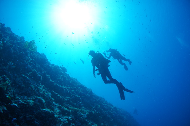 パラオダイビング